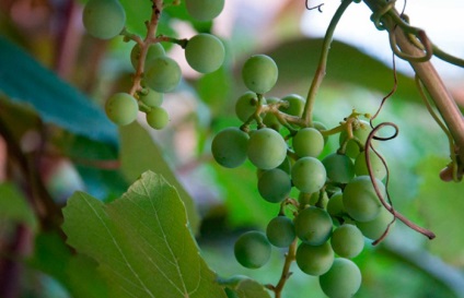 Правильна посадка саджанців винограду навесні і восени