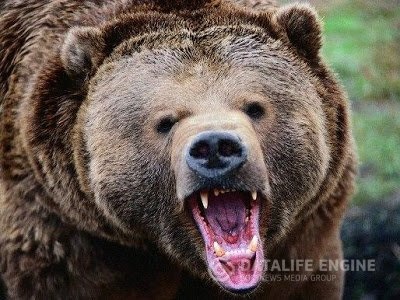 Правильні поради для вдалого полювання на ведмедя