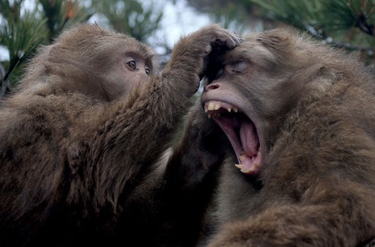 Вчені з'ясували, чому мавпи не можуть говорити