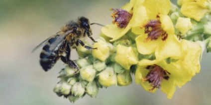 Башкирська (бурзянская) бортьова бджола відгуки, фото, опис