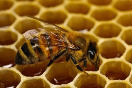 Башкирська (бурзянская) бортьова бджола відгуки, фото, опис