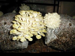 Як розвести гриби в домашніх умовах