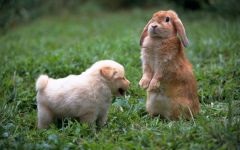 Найкрасивіші кролики найкрасивіші породи кролів в світі