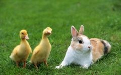Найкрасивіші кролики найкрасивіші породи кролів в світі