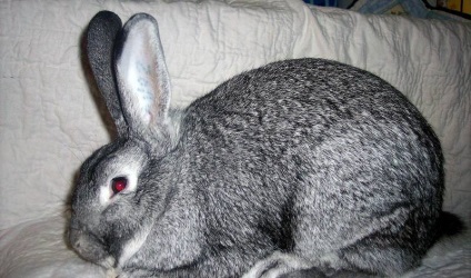 Шиншиловий кролик (55 фото) опис і характеристики породи, яку вагу, відгуки