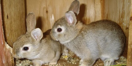 Шиншиловий кролик (55 фото) опис і характеристики породи, яку вагу, відгуки