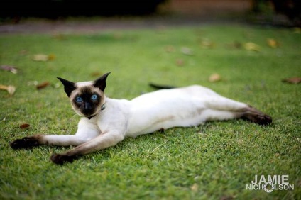 Сіамська кішка фото, документи на сіамського кошеня, сиам, породи кішок, кішки, заводчик, племінне