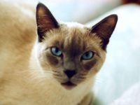 Сіамська кішка фото, документи на сіамського кошеня, сиам, породи кішок, кішки, заводчик, племінне
