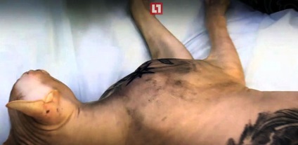 Екатерінбуржец зробив своєму коту кілька тюремних татуювань