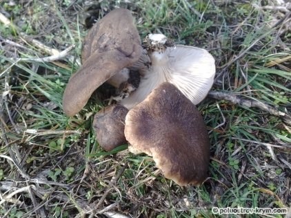 Однобочка степова, або степовий гриб, гриби криму - каталог, півострів скарбів крим
