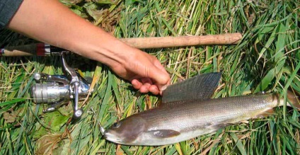 Риболовля на харіуса в Красноярську - техніка лову в різні пори року, місця, відгуки