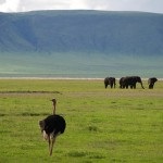 Топ 10 кращих місць для сафарі в Африці, подорожі по всьому світу