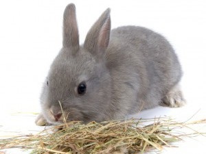 Догляд та годування декоративних кроликів