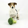 Ветеринарна інструкція мастометріна для собак