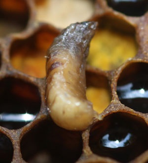 Вірусні хвороби бджіл - журнал господар