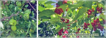 Актинідія та інші ліани - вирощування в звичайному саду, сайт про сад, дачі і кімнатних рослинах