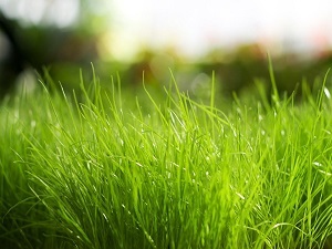 До чого сниться зелена трава