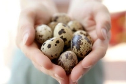 Перепелині яйця для потенції рецепти, застосування та відгуки про засобі