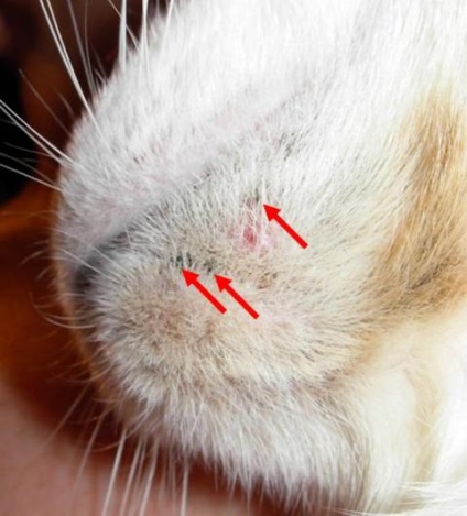 Прищі на вусі у кота - корисні поради - причини і лікування