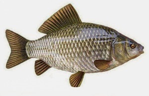 Риби південного Бугу