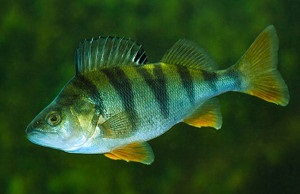 Риби південного Бугу