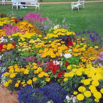 Терміни цвітіння рослин-багаторічників весеннецветущие, які багаторічні рослини цвітуть влітку і