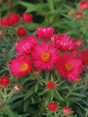 Терміни цвітіння рослин-багаторічників весеннецветущие, які багаторічні рослини цвітуть влітку і