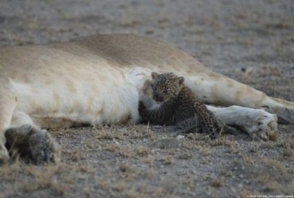 Вперше в історії дика левиця «усиновила» маленького леопарда - в світі цікавого