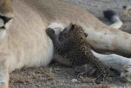 Вперше в історії дика левиця «усиновила» маленького леопарда - в світі цікавого