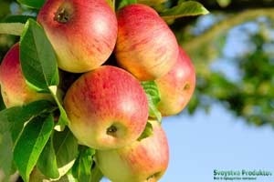 Яблука користь і шкода для здоров'я, калорійність фрукта