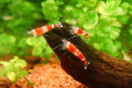 Креветки в нано акваріумі