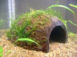 Креветки в нано акваріумі