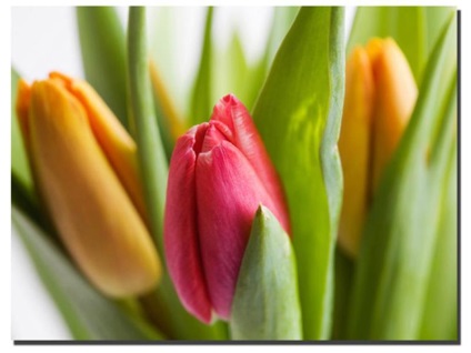 Особливості методу вирощування тюльпанів під назвою вигонка в домашніх умовах