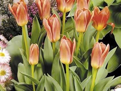 Особливості методу вирощування тюльпанів під назвою вигонка в домашніх умовах