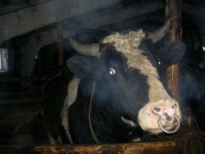 Зміст і годування биків виробників, домашня ферма
