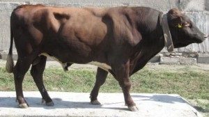 Зміст і годування биків виробників, домашня ферма