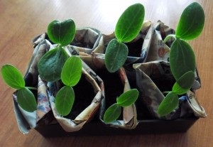 Вирощування огірків на підвіконні взимку - поради з фото