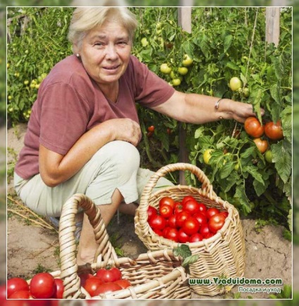 Вирощування, догляд, сорти, помідор (томатів) - поради дачників і городників, сайт про сад, дачі і