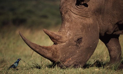 Білий носоріг фото білого носорога, де живе і чим харчується білий носоріг