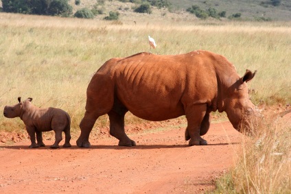Білий носоріг фото білого носорога, де живе і чим харчується білий носоріг