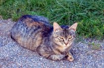 Хвороби кішок кальцівіроз симптоми і лікування