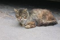 Хвороби кішок кальцівіроз симптоми і лікування