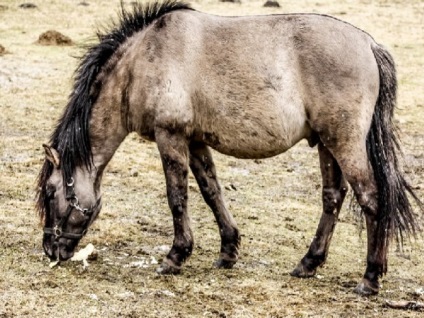 Дикі коні опис, фото і характеристика порід