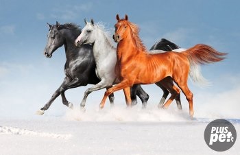 Масті коней - - домашні тварини породи собак, кішок, види риб, птахів і екзотичних вихованців