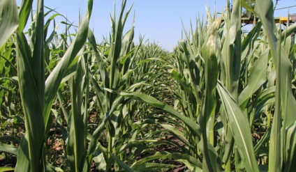 Монсанто »відкрила воронезьким журналістам секрет вирощування найурожайніших насіння кукурудзи