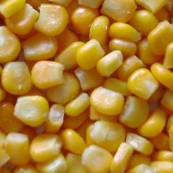 Монсанто вже в цьому році збирається запустити в продаж насіння солодкої гм-кукурудзи - agroxxi