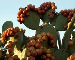 Їстівні кактуси - опис з фото рослин, їх видів і плодів - my life