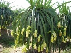 Їстівні кактуси - опис з фото рослин, їх видів і плодів - my life