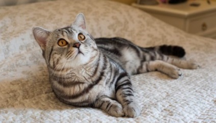 Американська короткошерста кішка фото, опис породи, ціни