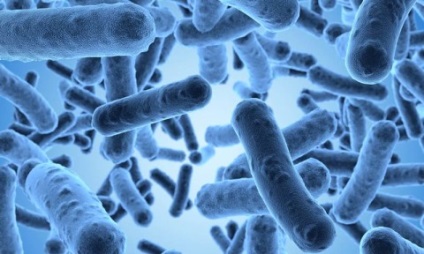 Бактерії для вигрібних ям види і особливості застосування біопрепаратів